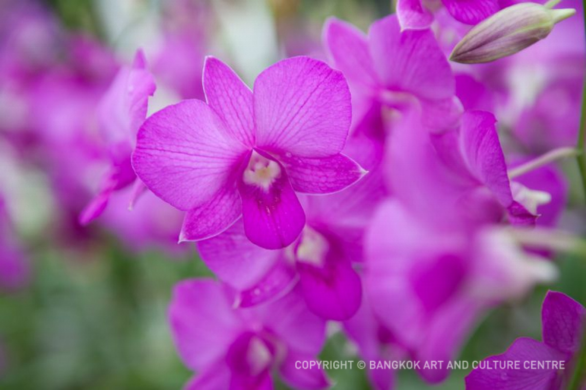 BACC Art of Nature Workshop 1st Botanical Art Workshop “The Beauty of Orchids”/ วันที่ 5 สิงหาคม 2561