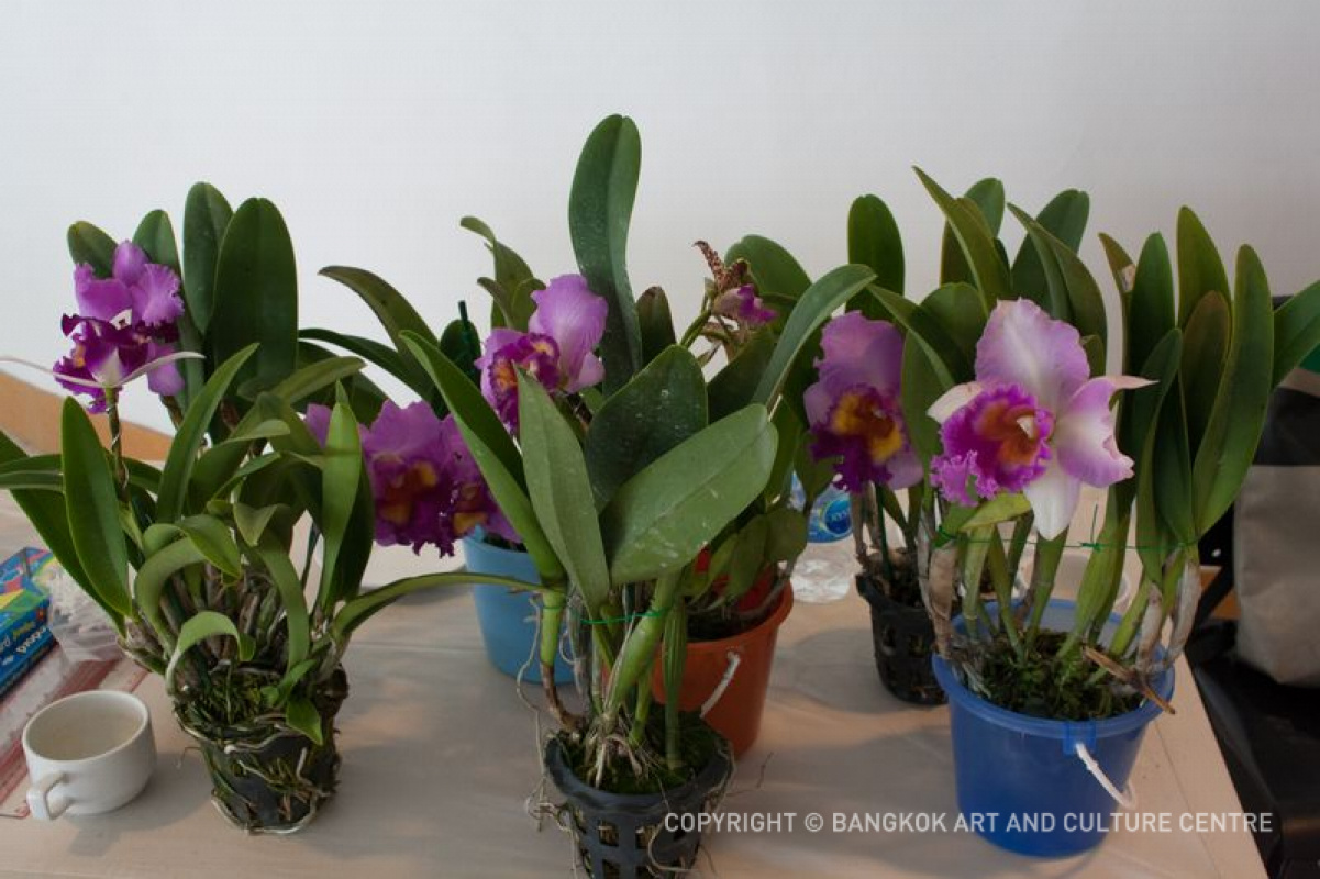 BACC Art of Nature Workshop 1st Botanical Art Workshop “The Beauty of Orchids”/ วันที่ 18 สิงหาคม 2561
